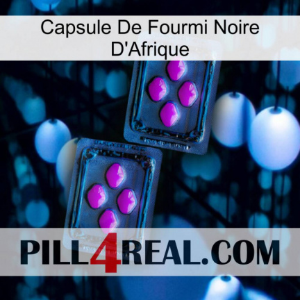 Africa Black Ant Capsule 03